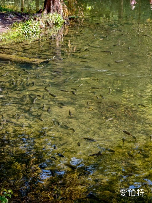 桃園大溪月眉人工濕地生態公園｜370棵落羽松倒映湖中絕美