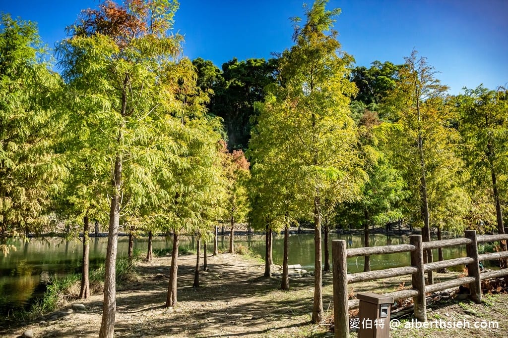 桃園大溪月眉人工濕地生態公園｜370棵落羽松倒映湖中絕美