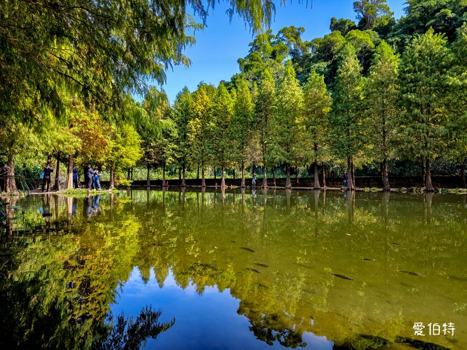 桃園大溪月眉人工濕地生態公園｜370棵落羽松倒映湖中絕美