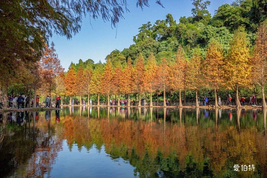 桃園大溪月眉人工濕地生態公園｜370棵落羽松倒映湖中絕美