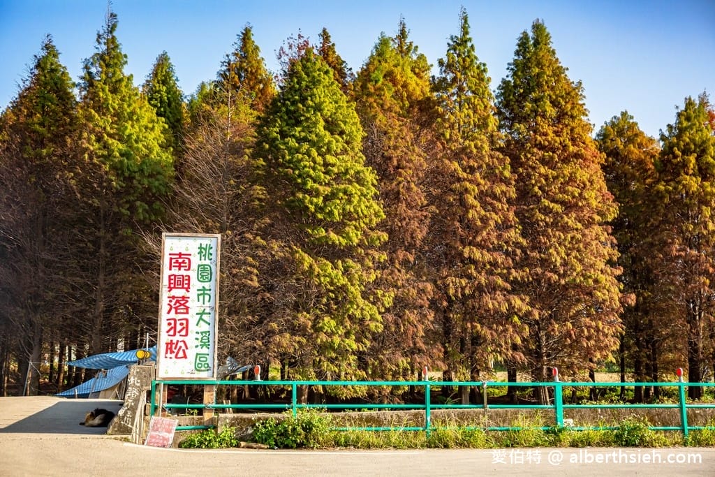 桃園大溪南興落羽松攻略|絕美3公頃森林、收費與必拍亮點 - 第14張圖 桃園大溪南興落羽松攻略|絕美3公頃森林、收費與必拍亮點