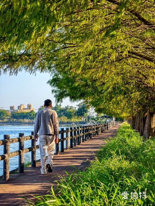 桃園落羽松推薦｜八德霄裡大池落羽松，埤塘環湖美景詩情畫意