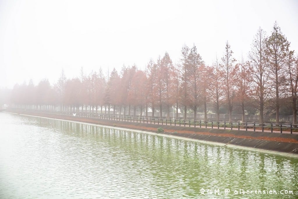 桃園落羽松推薦｜八德霄裡大池落羽松，埤塘環湖美景詩情畫意