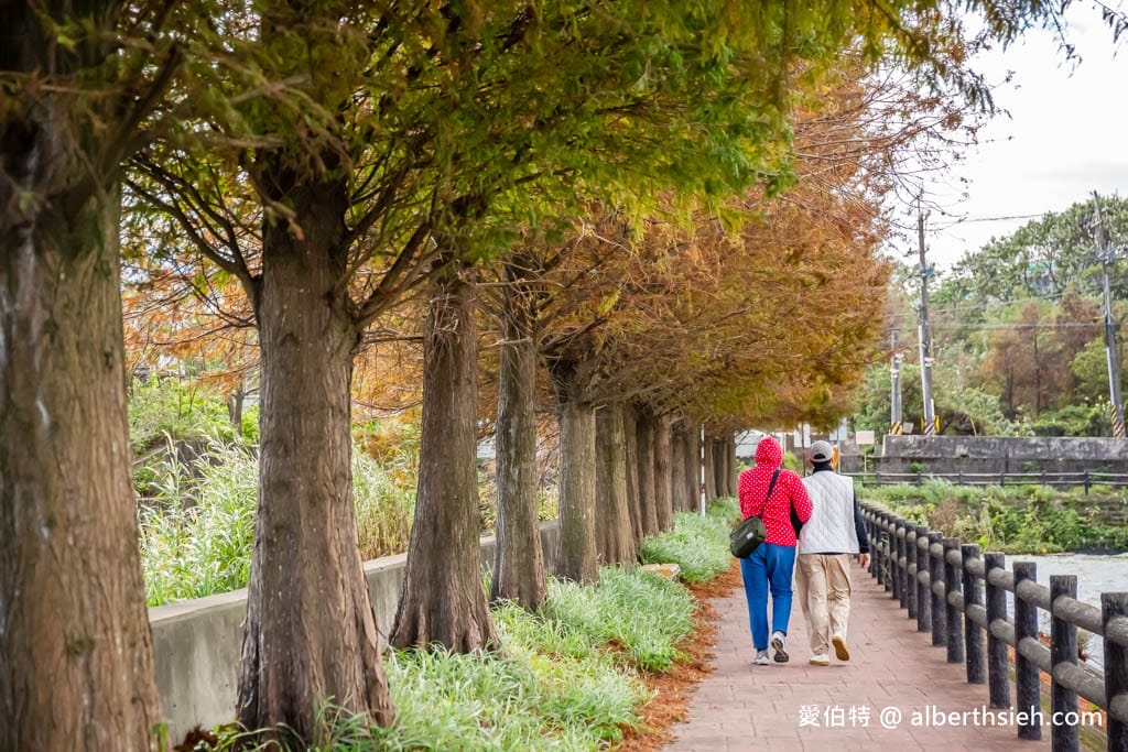 桃園落羽松推薦｜八德霄裡大池落羽松，埤塘環湖美景詩情畫意