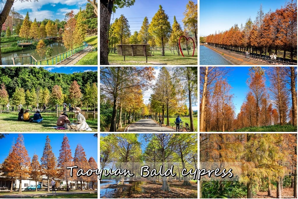 桃園大溪河濱公園落羽松|大草坪悠閒野餐、共融遊具、愛心造景 - 第31張圖 桃園大溪河濱公園落羽松|大草坪悠閒野餐、共融遊具、愛心造景