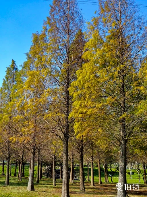 桃園大溪河濱公園落羽松|大草坪悠閒野餐、共融遊具、愛心造景 - 第10張圖 桃園大溪河濱公園落羽松|大草坪悠閒野餐、共融遊具、愛心造景