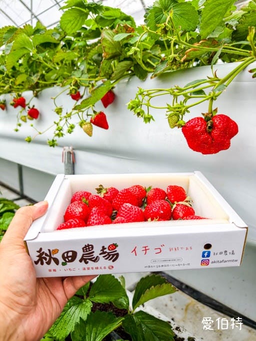 桃園大溪採草莓推薦｜秋田農場，溫室高架種植，日系紅顏、白草莓
