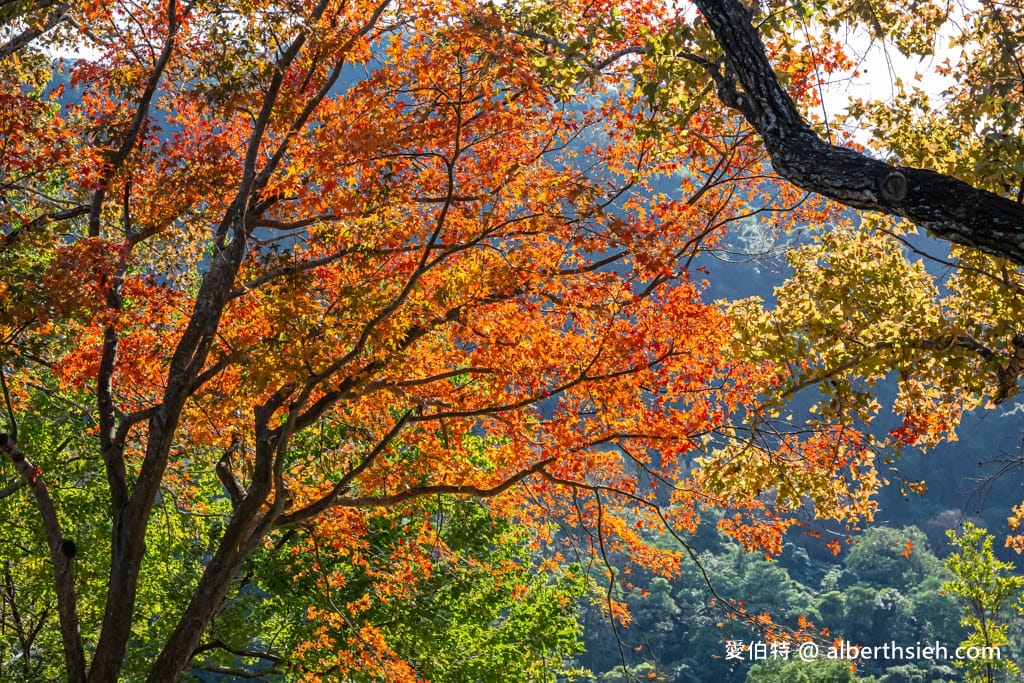 2026石門水庫楓葉紅了嗎？楓林步道壩頂，周邊景點一日遊