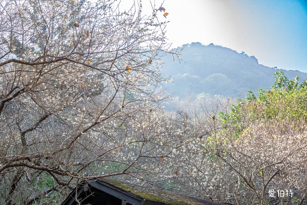 2026石門水庫楓葉紅了嗎？楓林步道壩頂，周邊景點一日遊