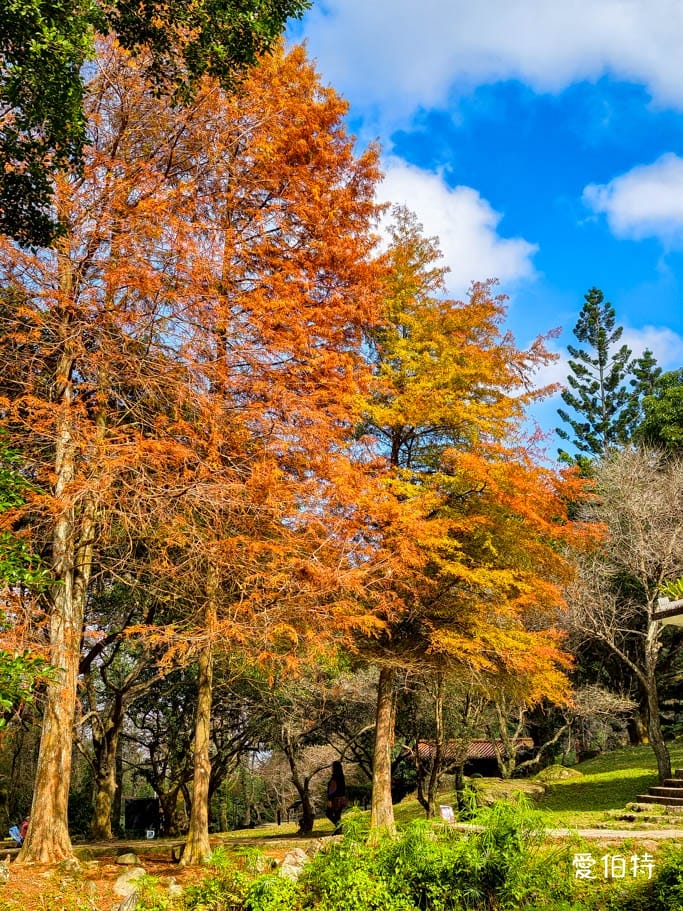 2026石門水庫楓葉紅了嗎？楓林步道壩頂，周邊景點一日遊