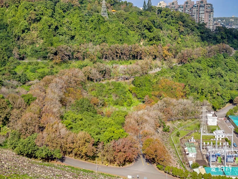 2026石門水庫楓葉紅了嗎？楓林步道壩頂，周邊景點一日遊
