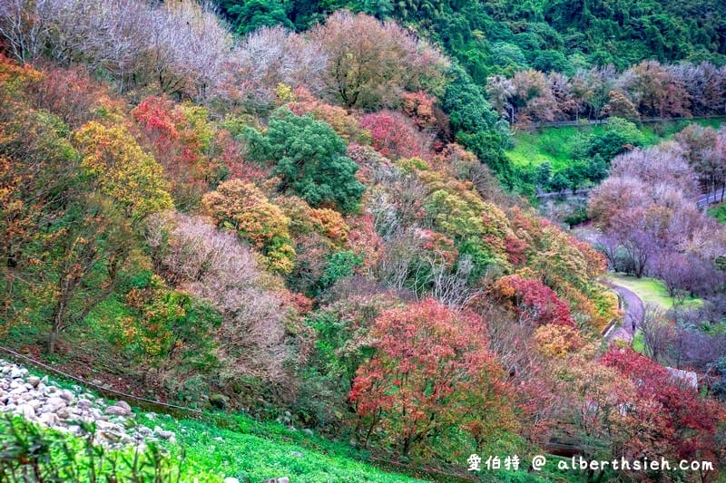 2026石門水庫楓葉紅了嗎？楓林步道壩頂，周邊景點一日遊