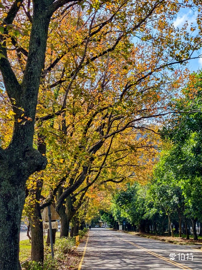 2026石門水庫楓葉紅了嗎？楓林步道壩頂，周邊景點一日遊