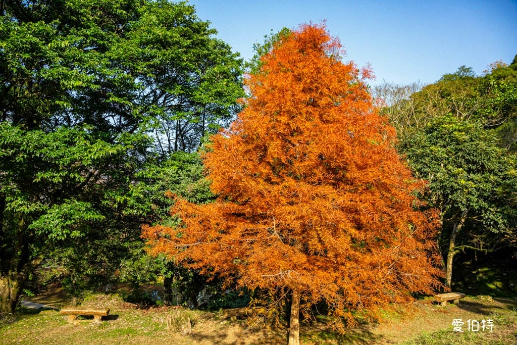 2026石門水庫楓葉紅了嗎？楓林步道壩頂，周邊景點一日遊