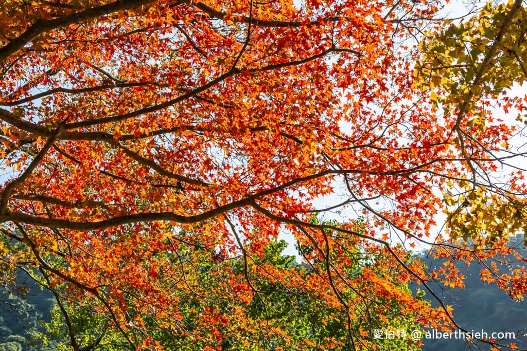 2026石門水庫楓葉紅了嗎？楓林步道壩頂，周邊景點一日遊