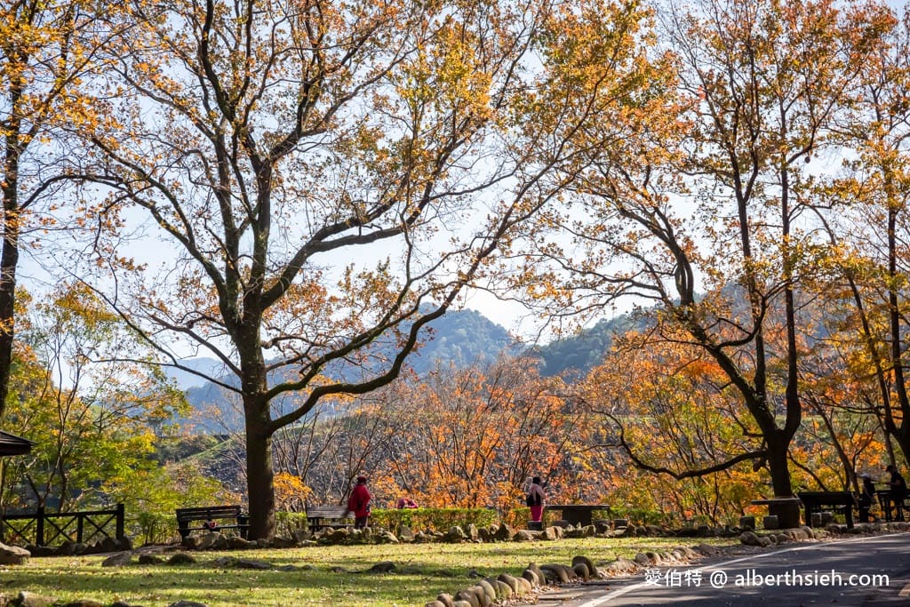 2026石門水庫楓葉紅了嗎？楓林步道壩頂，周邊景點一日遊