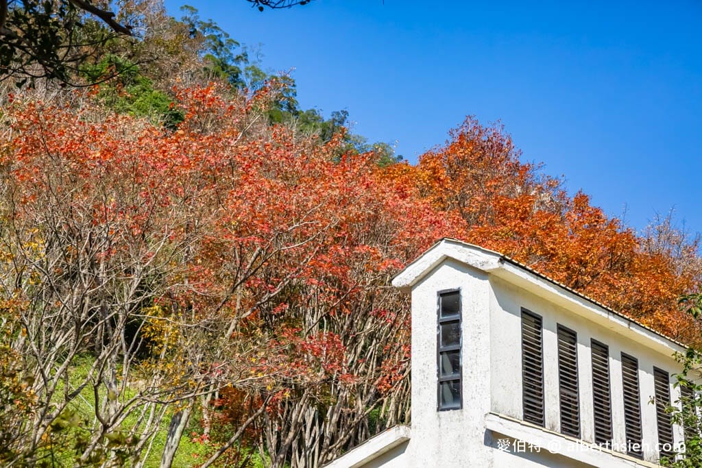 2026石門水庫楓葉紅了嗎？楓林步道壩頂，周邊景點一日遊