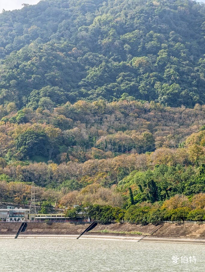 2026石門水庫楓葉紅了嗎？楓林步道壩頂，周邊景點一日遊