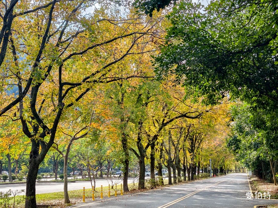 2026石門水庫楓葉紅了嗎？楓林步道壩頂，周邊景點一日遊
