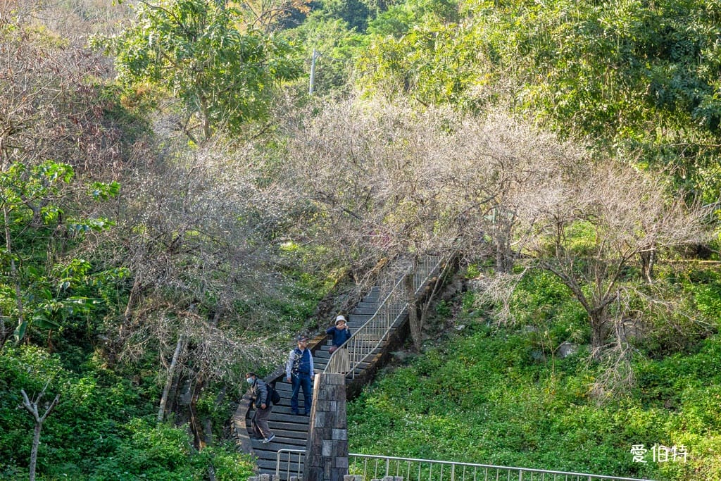2026石門水庫楓葉紅了嗎？楓林步道壩頂，周邊景點一日遊