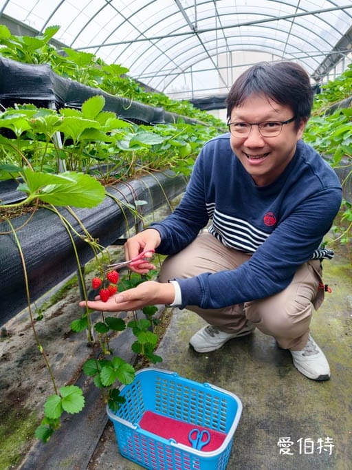 桃園蘆竹採草莓推薦|八角店高架草莓,溫室無毒紅顏草莓超甜 - 第22張圖 桃園蘆竹採草莓推薦|八角店高架草莓,溫室無毒紅顏草莓超甜