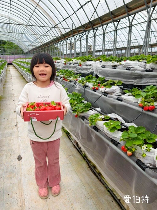 中壢青埔採草莓首選｜草莓學校溫室無毒栽植，親子DIY半日遊