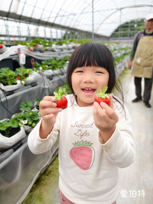 中壢青埔採草莓首選｜草莓學校溫室無毒栽植，親子DIY半日遊
