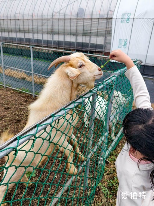 桃園大園親子採草莓推薦｜青青草莓蔬果農場，溫室無毒餵動物一日遊
