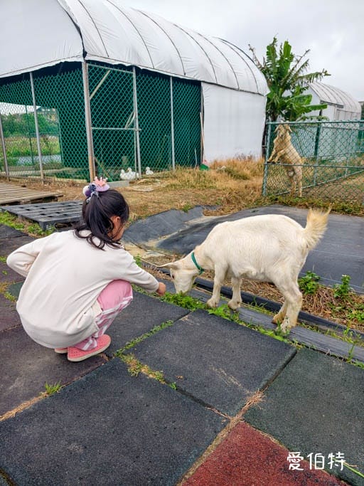 桃園大園親子採草莓推薦｜青青草莓蔬果農場，溫室無毒餵動物一日遊