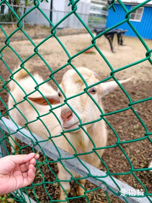 桃園大園親子採草莓推薦｜青青草莓蔬果農場，溫室無毒餵動物一日遊