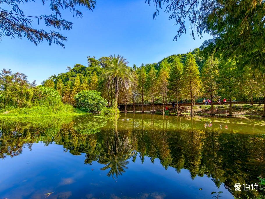 桃園大溪月眉人工濕地生態公園｜370棵落羽松倒映湖中絕美 @愛伯特