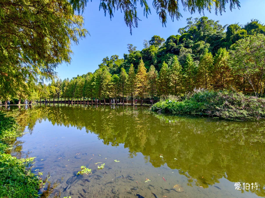 桃園大溪月眉人工濕地生態公園|370棵落羽松倒映湖中絕美 @愛伯特 桃園大溪月眉人工濕地生態公園|370棵落羽松倒映湖中絕美 @愛伯特