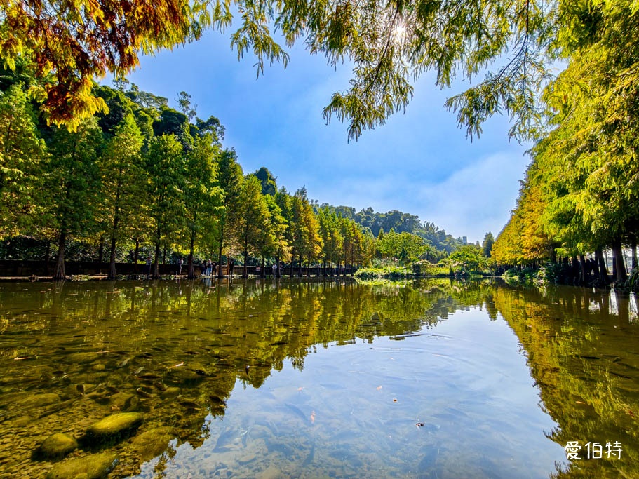 桃園大溪月眉人工濕地生態公園|370棵落羽松倒映湖中絕美 @愛伯特 桃園大溪月眉人工濕地生態公園|370棵落羽松倒映湖中絕美 @愛伯特