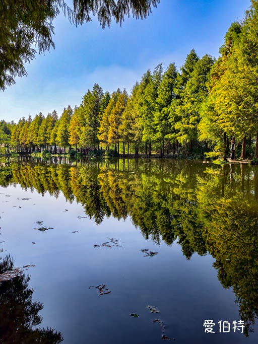 桃園大溪月眉人工濕地生態公園｜370棵落羽松倒映湖中絕美 @愛伯特