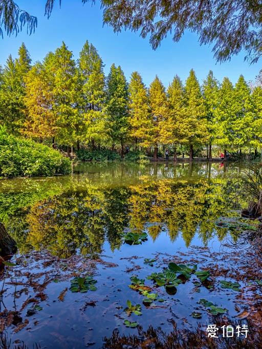 桃園大溪月眉人工濕地生態公園｜370棵落羽松倒映湖中絕美 @愛伯特
