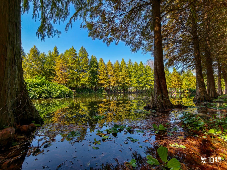 桃園大溪月眉人工濕地生態公園|370棵落羽松倒映湖中絕美 @愛伯特 桃園大溪月眉人工濕地生態公園|370棵落羽松倒映湖中絕美 @愛伯特