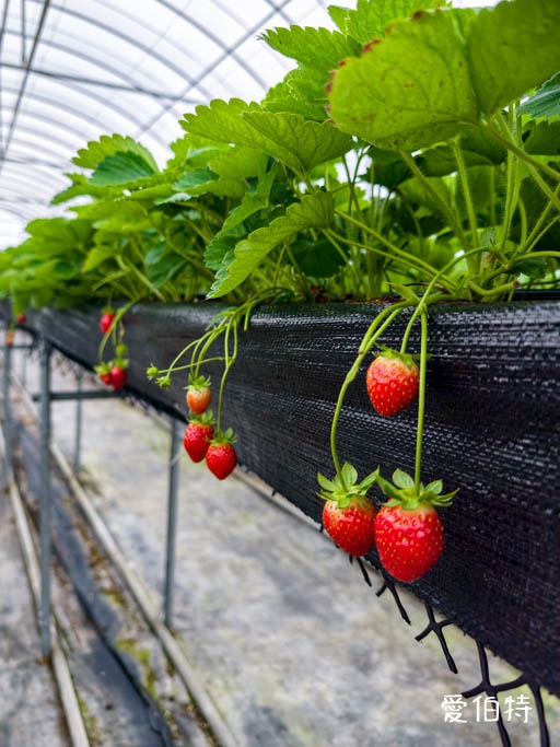 桃園蘆竹採草莓推薦|八角店高架草莓,溫室無毒紅顏草莓超甜 @愛伯特