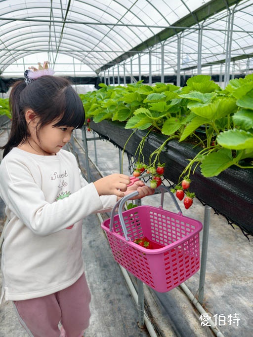 桃園蘆竹採草莓推薦｜八角店高架草莓，溫室無毒紅顏草莓超甜 @愛伯特