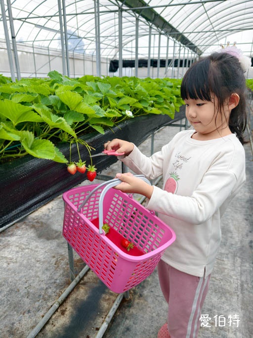桃園蘆竹採草莓推薦|八角店高架草莓,溫室無毒紅顏草莓超甜 @愛伯特