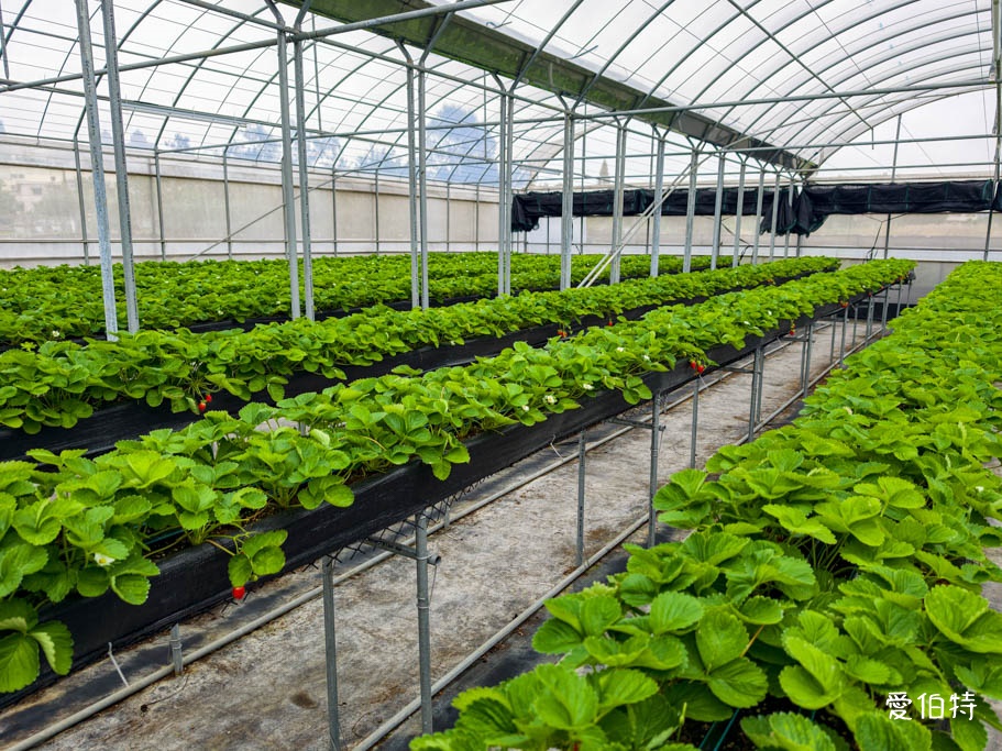 桃園蘆竹採草莓推薦|八角店高架草莓,溫室無毒紅顏草莓超甜 @愛伯特