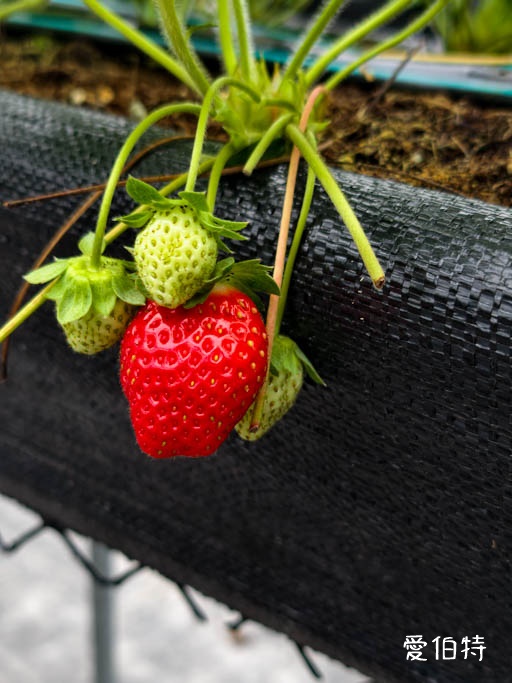 桃園蘆竹採草莓推薦｜八角店高架草莓，溫室無毒紅顏草莓超甜 @愛伯特