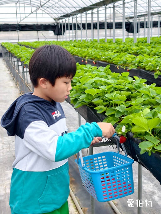 桃園蘆竹採草莓推薦|八角店高架草莓,溫室無毒紅顏草莓超甜 @愛伯特