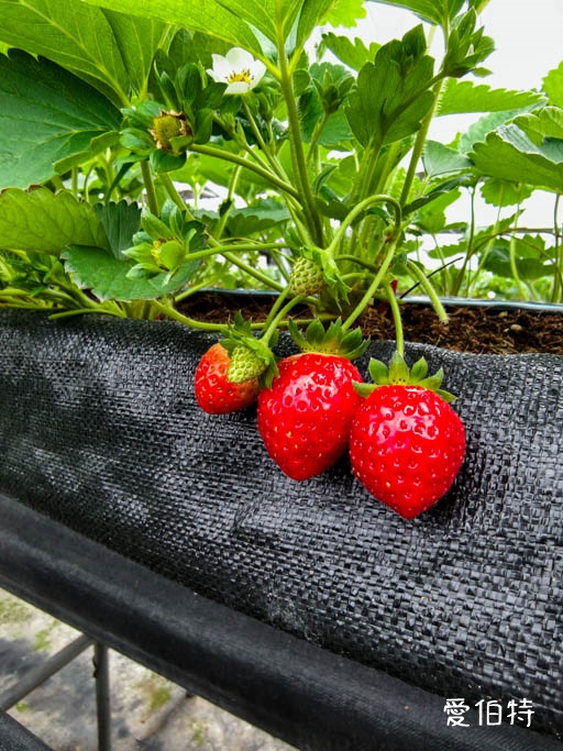桃園蘆竹採草莓推薦|八角店高架草莓,溫室無毒紅顏草莓超甜 @愛伯特