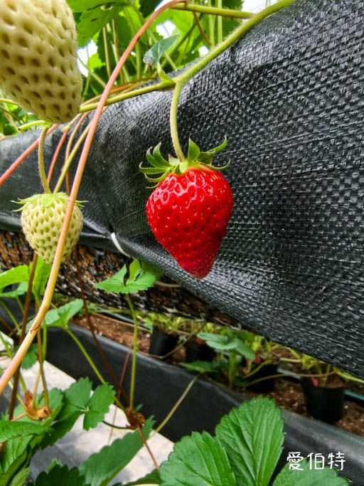 桃園蘆竹採草莓推薦｜八角店高架草莓，溫室無毒紅顏草莓超甜 @愛伯特