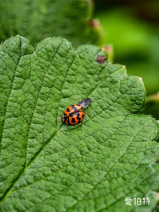 桃園蘆竹採草莓推薦|八角店高架草莓,溫室無毒紅顏草莓超甜 @愛伯特