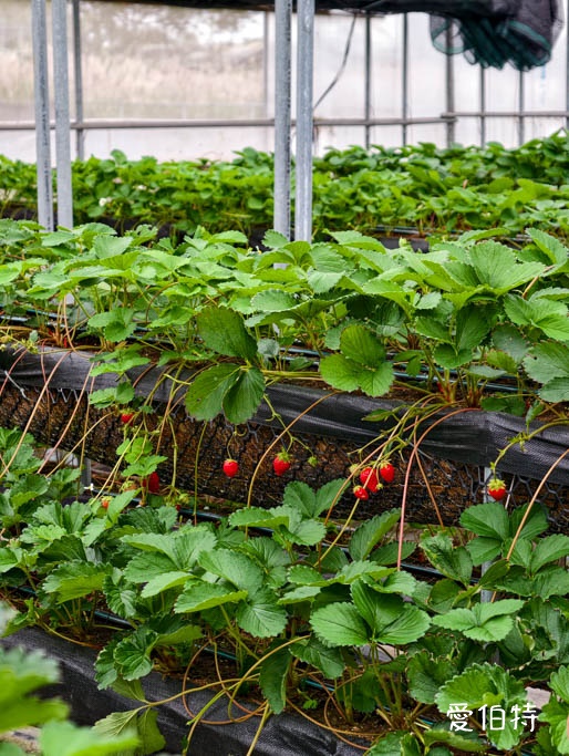 桃園蘆竹採草莓推薦|八角店高架草莓,溫室無毒紅顏草莓超甜 @愛伯特