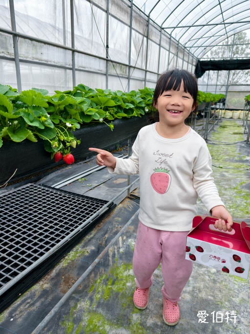桃園蘆竹採草莓推薦|八角店高架草莓,溫室無毒紅顏草莓超甜 @愛伯特