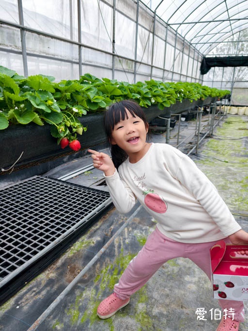 桃園蘆竹採草莓推薦|八角店高架草莓,溫室無毒紅顏草莓超甜 @愛伯特