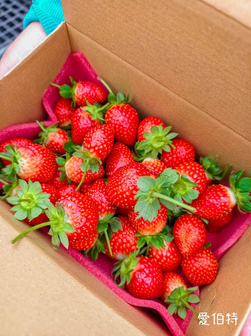 桃園蘆竹採草莓推薦|八角店高架草莓,溫室無毒紅顏草莓超甜 @愛伯特