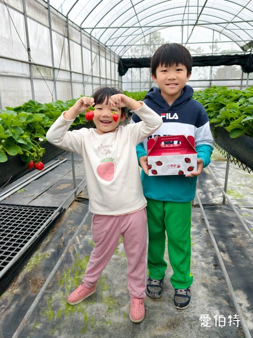 桃園蘆竹採草莓推薦|八角店高架草莓,溫室無毒紅顏草莓超甜 @愛伯特